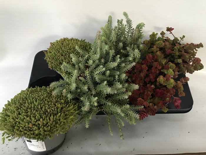 <h4>SEDUM OV</h4>