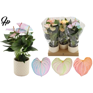 Anthurium 12 cm Make-Upz Pearl Mix in Diamond Pearl Travertine ceramics