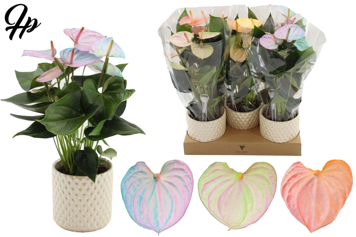 <h4>Anthurium 12 cm Make-Upz Pearl Mix in Diamond Pearl Travertine ceramics</h4>