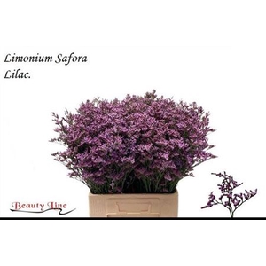 Lim Saf Lilac