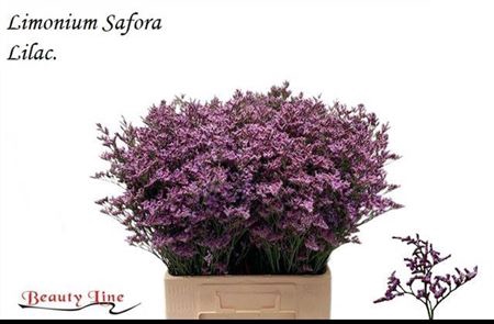 <h4>Lim Saf Lilac</h4>