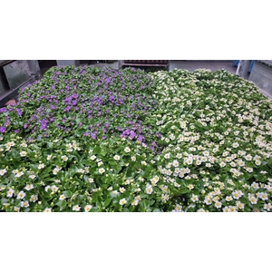 Exacum Ov