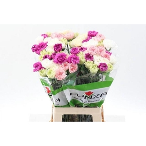 Dianthus st mix rainbow pastel