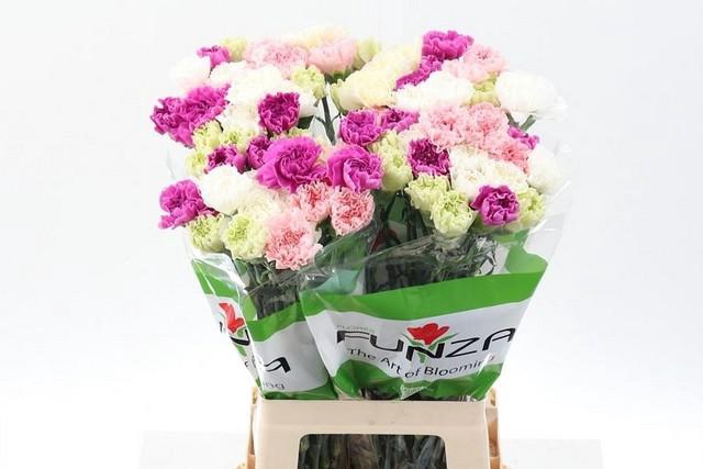 <h4>Dianthus st mix rainbow pastel</h4>
