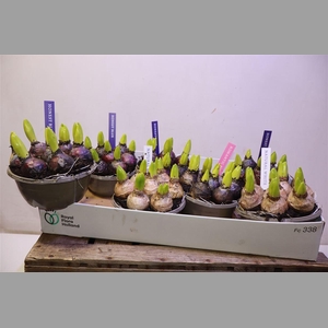 Hyacin Pear Gem 4 Kl