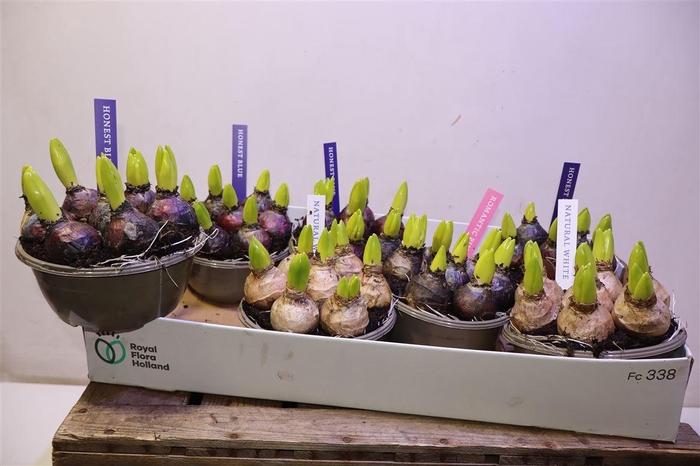 <h4>Hyacin Pear Gem 4 Kl</h4>