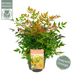 Nandina domestica