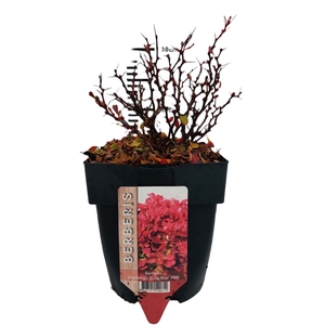 Berberis th. 'Ruby Star'® P17