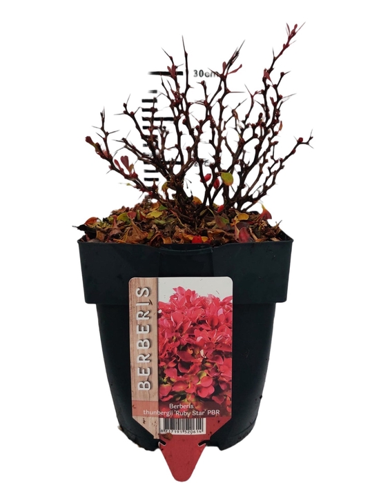<h4>Berberis th. 'Ruby Star'® P17</h4>