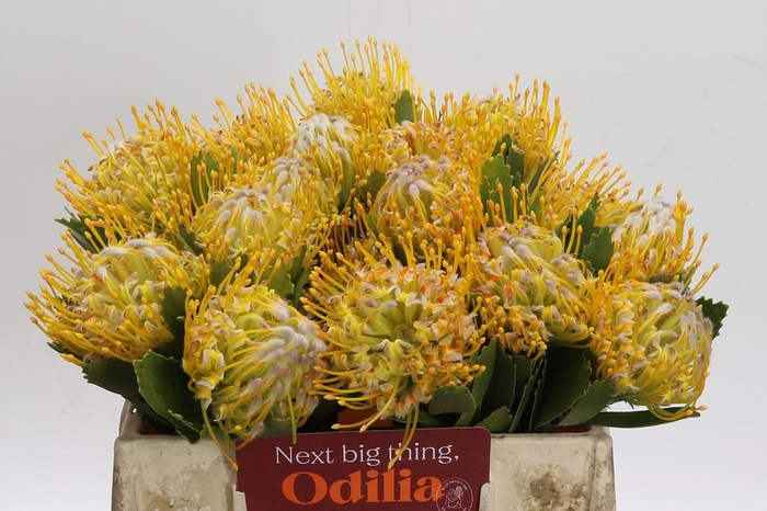 <h4>Nutans Super Gold</h4>