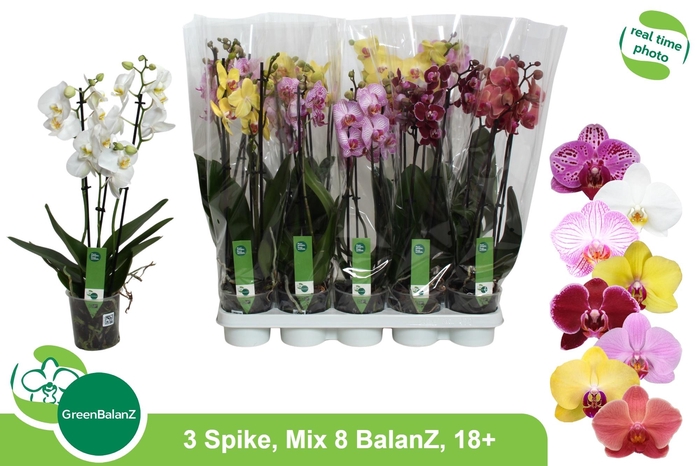 <h4>PHAL GEM 8 KL</h4>