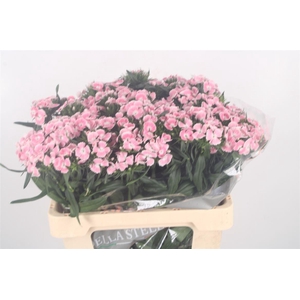 Di Barb Breanthus Lindo Pale Pink