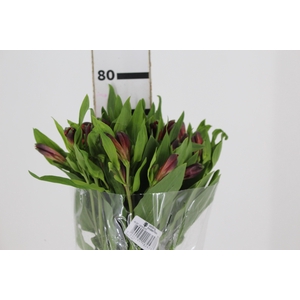 ALSTROEMERIA ANGELINA 080 CM
