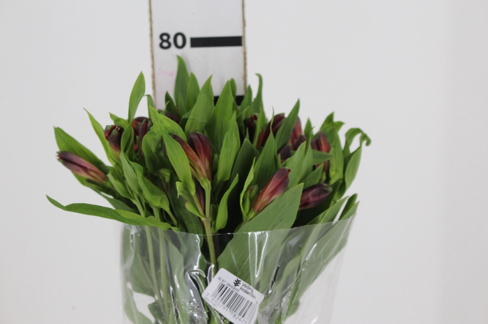 <h4>ALSTROEMERIA ANGELINA 080 CM</h4>