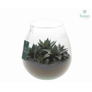 Green Bottle Abby Large met Haworthia