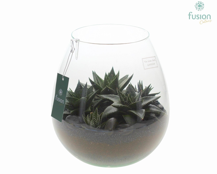 <h4>Green Bottle Abby Large met Haworthia</h4>
