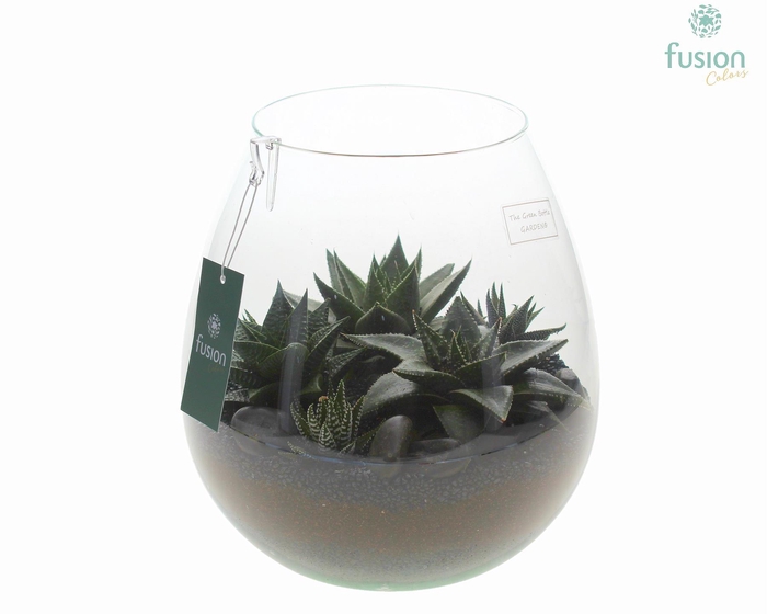 <h4>Green Bottle Abby Large met Haworthia</h4>