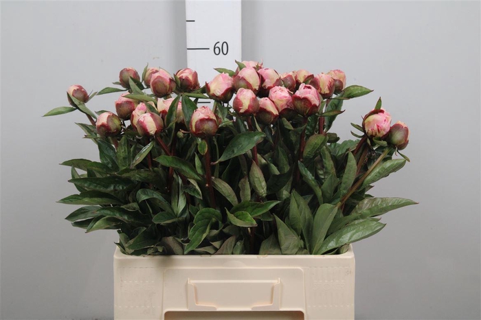 <h4>Paeo Gardenia</h4>