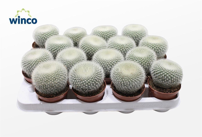 <h4>Notocactus Haselbergii</h4>
