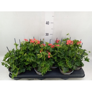 Pelargonium pelt. 'Balkon Rood'