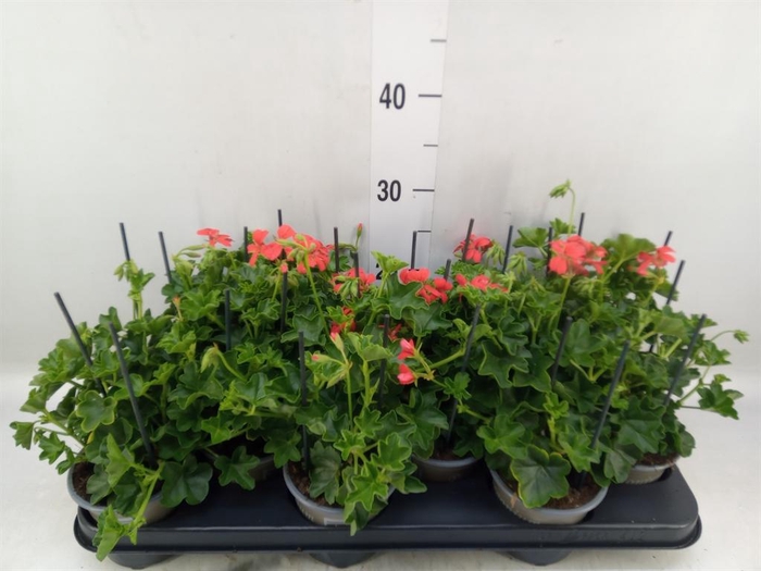 <h4>Pelargonium pelt. 'Balkon Rood'</h4>