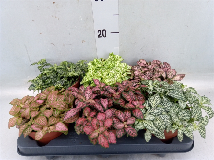 <h4>Fittonia   ...mix</h4>