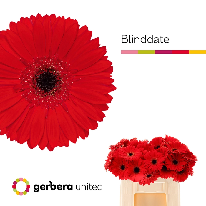 <h4>Gerbera blinddate</h4>