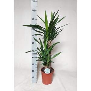 Yucca   ...