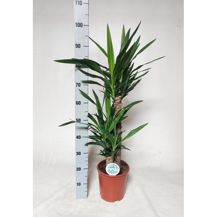 <h4>Yucca   ...</h4>