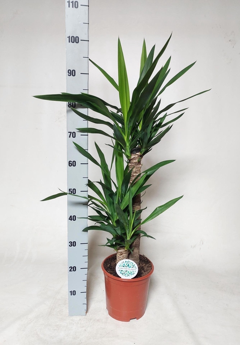 Yucca   ...