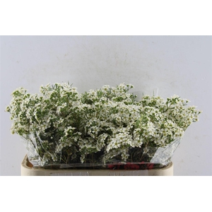 Chamelaucium Ofir White