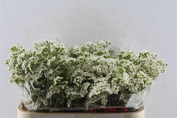 <h4>Chamelaucium Ofir White</h4>