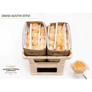 Rosa David Austin Effie