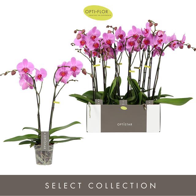 PHAL OPTI STAR YOKO 2 TAK