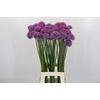 Allium Gladiator