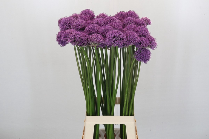 <h4>Allium Gladiator</h4>