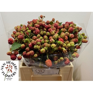 RUBUS FR CHESTER