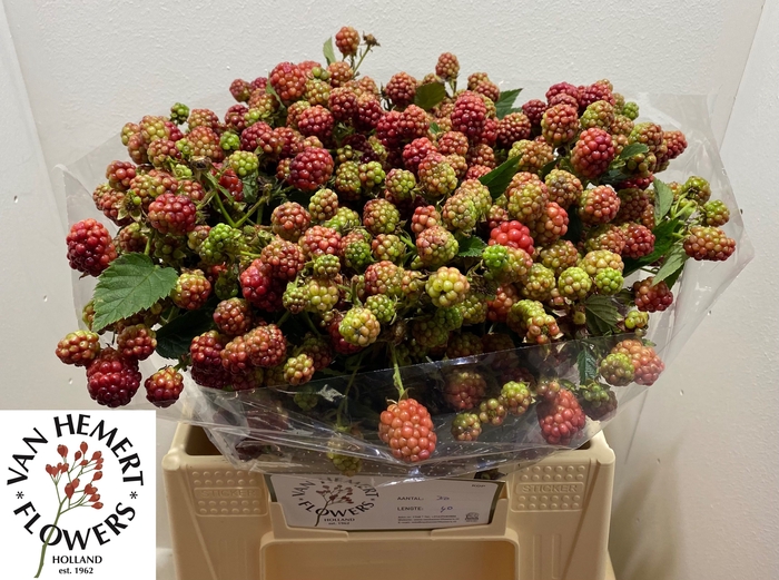 <h4>RUBUS FR CHESTER</h4>