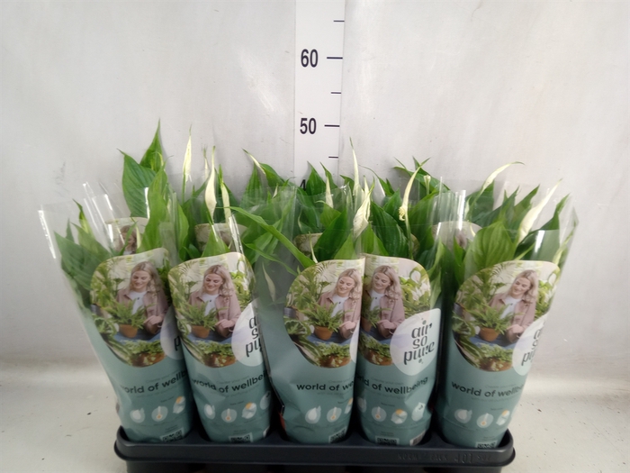 <h4>Spathiphyllum  'Torelli'</h4>