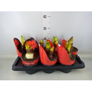 Hippeastrum DG 'Double King'