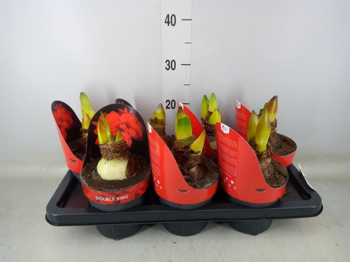 <h4>Hippeastrum DG 'Double King'</h4>