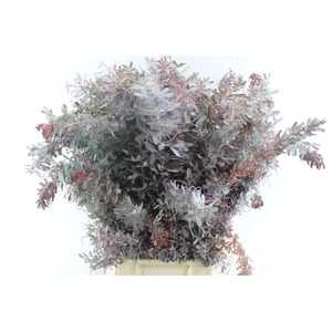 Acacia Gr Baileyana Red Abs