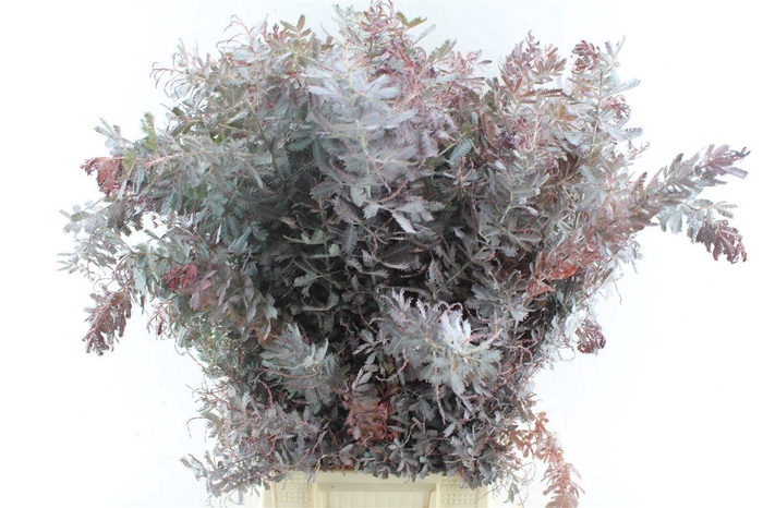 <h4>Acacia Gr Baileyana Red Abs</h4>