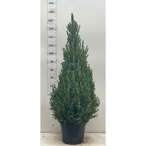 PICEA GL CONICA