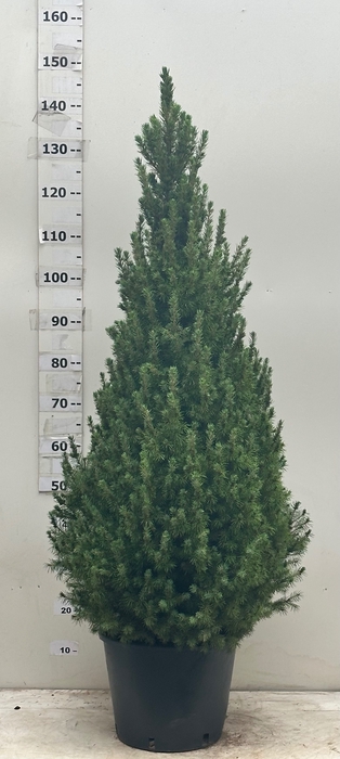 <h4>PICEA GL CONICA</h4>