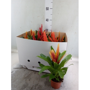 Vriesea   ...mix