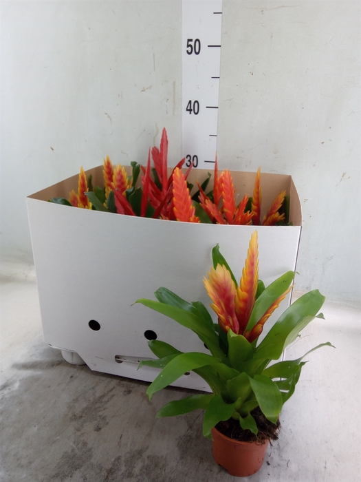 <h4>Vriesea   ...mix</h4>