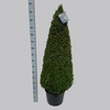 Buxus overig