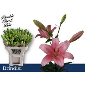 LI LA BRINDISI LI LA BRINDISI 2+