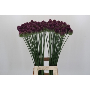 Allium Sphaerocephalon